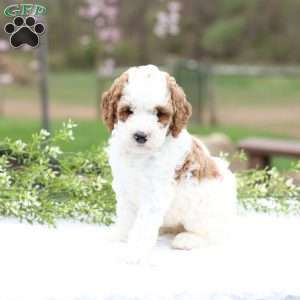 Carolina, Mini Goldendoodle Puppy